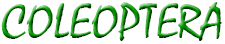 COLEOPTERA Logo